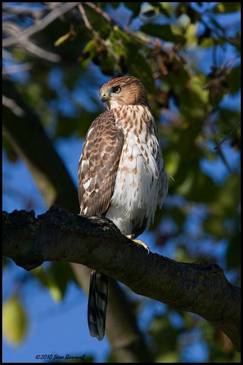 _0SB3706 coopers hawk.jpg